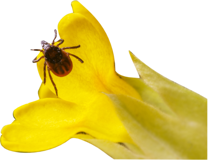 Сезон клещей в России<br>начнется в конце марта